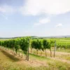 Riede Rabenstein - Weingut Stadler