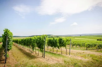 Riede Rabenstein - Weingut Stadler