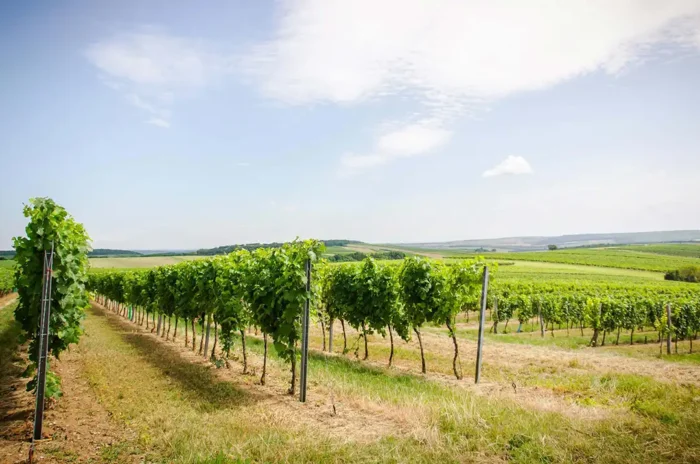 Riede Rabenstein - Weingut Stadler
