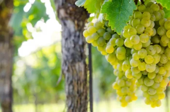 Grüner Veltliner Traube - Weingut Stadler