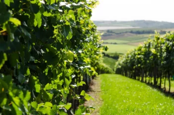 Riede Rabenstein Grüner Veltliner - Weingut Stadler