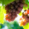 Gewürztraminer Traube - Weingut Stadler