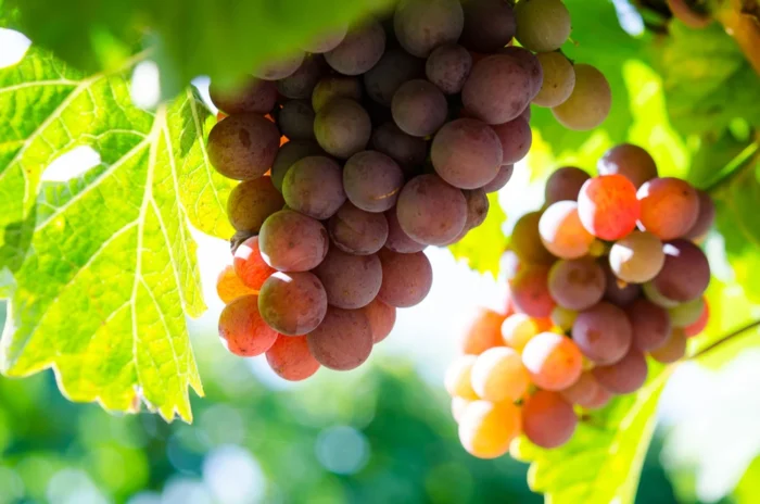 Gewürztraminer Traube - Weingut Stadler