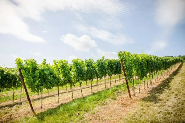 Riede Ekartsberg - Weingut Stadler