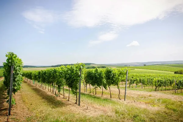 Riede Rabenstein - Weingut Stadler