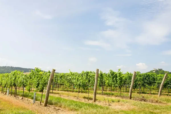 Riede Rosenberg - Weingut Stadler