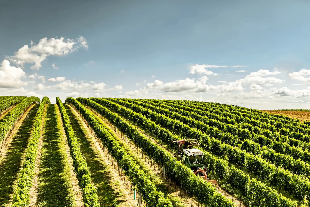 Laubschnitt in den Weingärten - Weingut Stadler